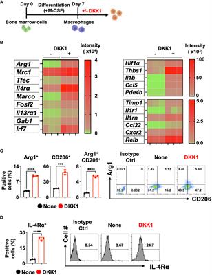 Thrombocyte-derived Dickkopf1 promotes macrophage polarization in the Bleomycin-induced lung injury model